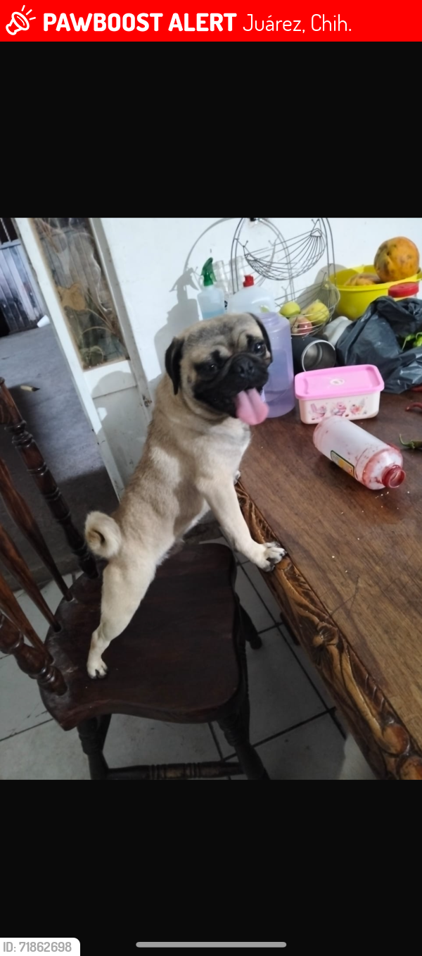 Lost Unknown Dog last seen Santi Esteban 262, Juárez, Chih. 32590
