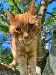 Lost Male Cat last seen Deer Creek Lane and Deer Lake Road, Deerfield Hills Neighborhood, Elizabethtown, KY 42701