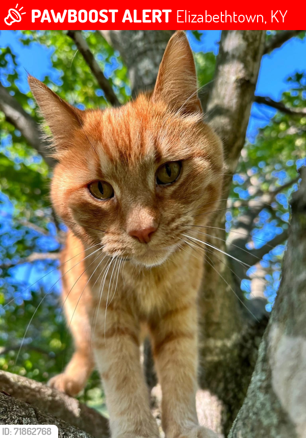 Lost Male Cat last seen Deer Creek Lane and Deer Lake Road, Deerfield Hills Neighborhood, Elizabethtown, KY 42701