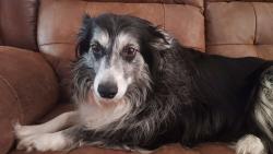 Lost Female Dog last seen Titan road, Hinton, IA 51024