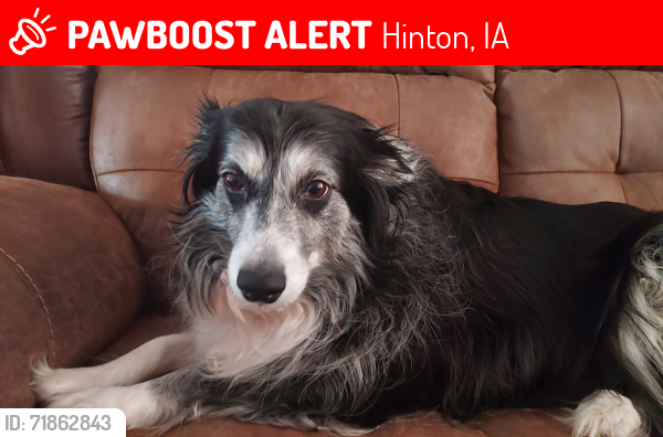 Lost Female Dog last seen Titan road, Hinton, IA 51024