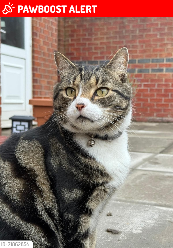 Lost Male Cat last seen The Dream, Merseyside, England 