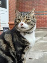 Lost Male Cat last seen The Dream, Merseyside, England 