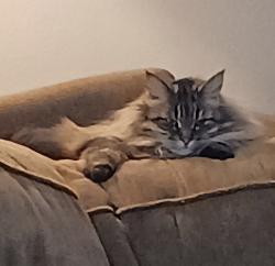 Lost Female Cat last seen Sharlands Terrace apmts , Reno, NV 89523