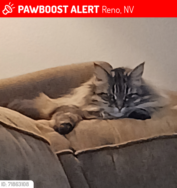 Lost Female Cat last seen Sharlands Terrace apmts , Reno, NV 89523