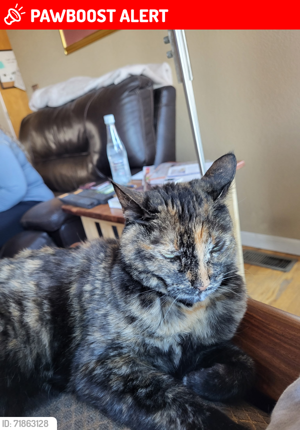 Lost Female Cat last seen Manitou Blv, Colorado Springs, CO 80904