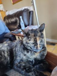 Lost Female Cat last seen Manitou Blv, Colorado Springs, CO 80904