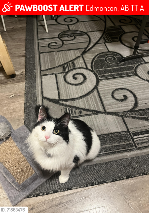 Lost Male Cat last seen Rosenthal area 224 st (back alley), Edmonton, AB T5T 7A1