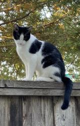 Lost Male Cat last seen Silverwood and Southport , West Sacramento, CA 95691