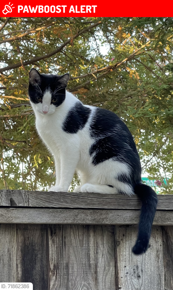 Lost Male Cat last seen Silverwood and Southport , West Sacramento, CA 95691