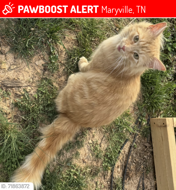 Lost Male Cat last seen Sandy springs , Maryville, TN 37803