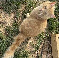 Lost Male Cat last seen Sandy springs , Maryville, TN 37803