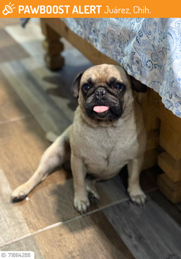 Found/Stray Male Dog last seen Fernando montes de oca, Juárez, Chih. 32590