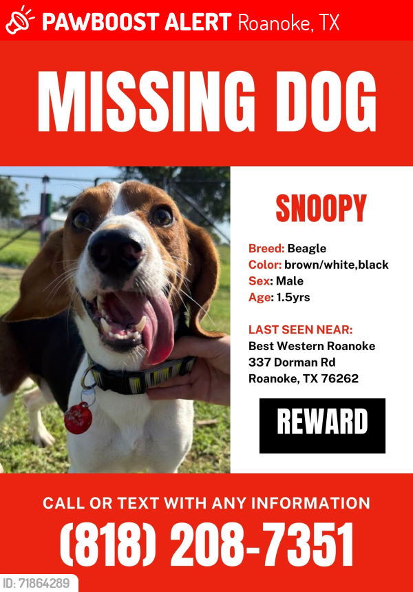 Lost Male Dog last seen Oak Street , Roanoke, TX 76262
