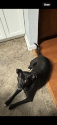 Lost Male Dog last seen Cleveland highway/Dalton pike , Varnell, GA 30756