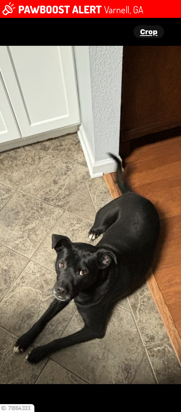 Lost Male Dog last seen Cleveland highway/Dalton pike , Varnell, GA 30756