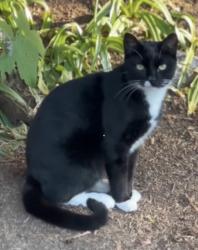 Lost Male Cat last seen Vancouver city hall, Vancouver, BC V5Y 1V4