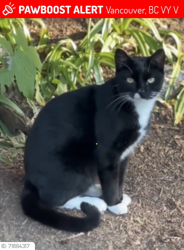 Lost Male Cat last seen Vancouver city hall, Vancouver, BC V5Y 1V4