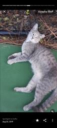 Lost Female Cat last seen Losco Rd, Jacksonville, FL 32257