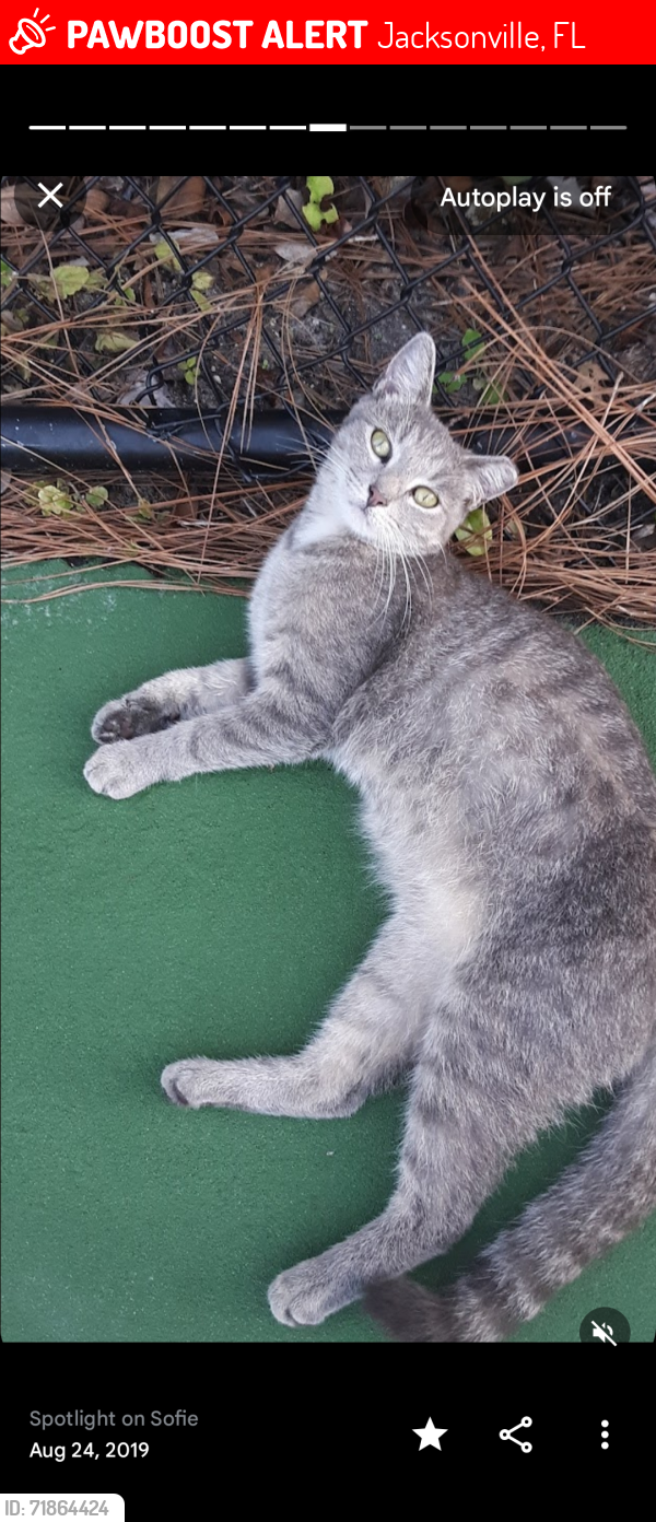 Lost Female Cat last seen Losco Rd, Jacksonville, FL 32257
