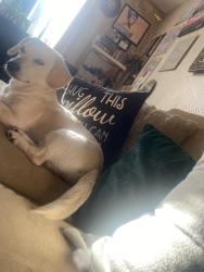 Reunited Male Dog last seen Algon Ave & Levick St, Philadelphia, PA 19111, USA, Philadelphia, PA 19111