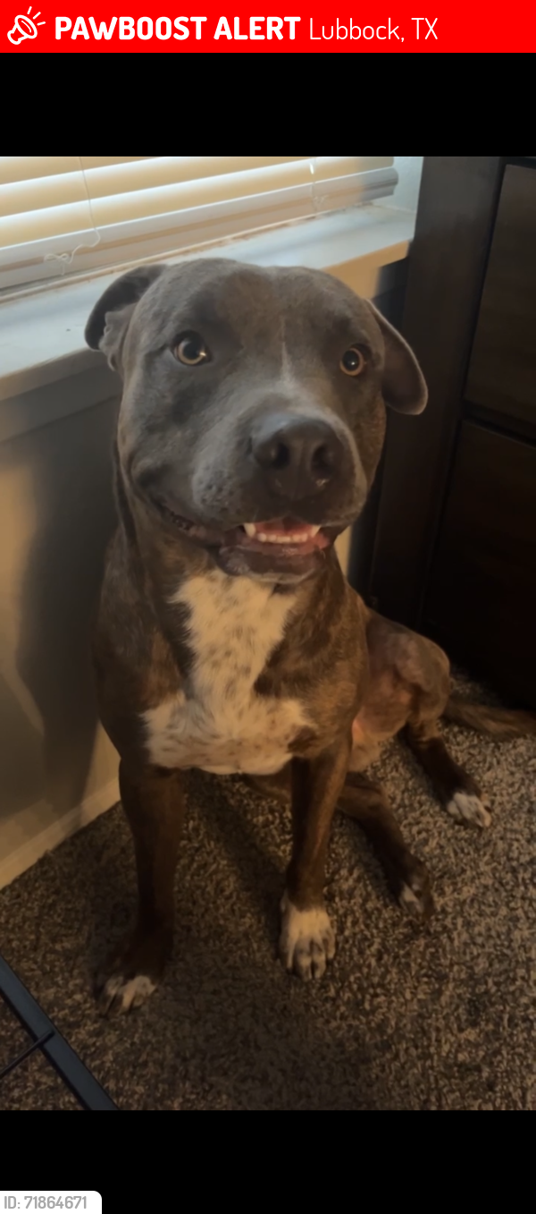 Lost Male Dog last seen 50th st and Ave Q, Lubbock, TX 79412