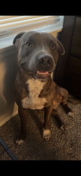 Lost Male Dog last seen 50th st and Ave Q, Lubbock, TX 79412