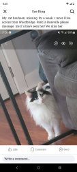 Lost Female Cat last seen Sequoia Street near Woodbridge park, Roseville, CA 95678