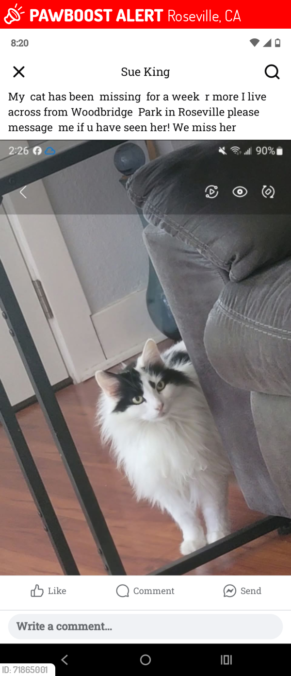 Lost Female Cat last seen Sequoia Street near Woodbridge park, Roseville, CA 95678