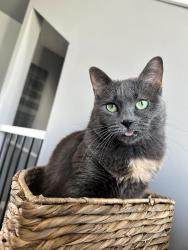 Lost Female Cat last seen Ellerslie , Edmonton, AB 
