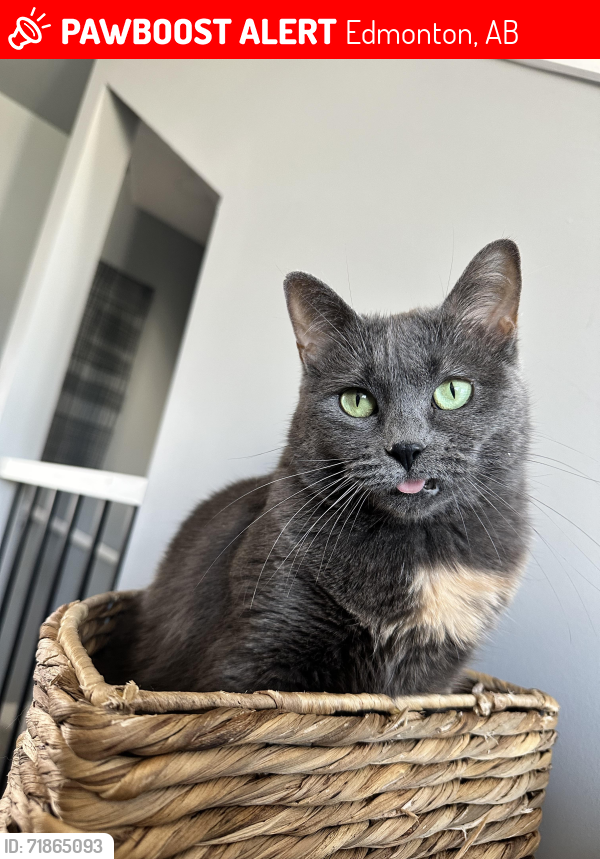 Lost Female Cat last seen Ellerslie, Edmonton, AB 