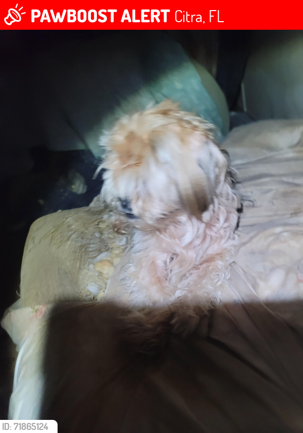 Lost Female Dog last seen E hwy 318 & 77th Ter Rd, Citra, FL 32113