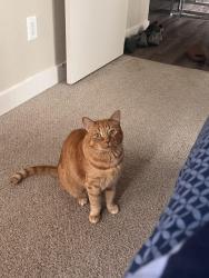 Lost Male Cat last seen Gloria Dr, Sacramento, CA 95831