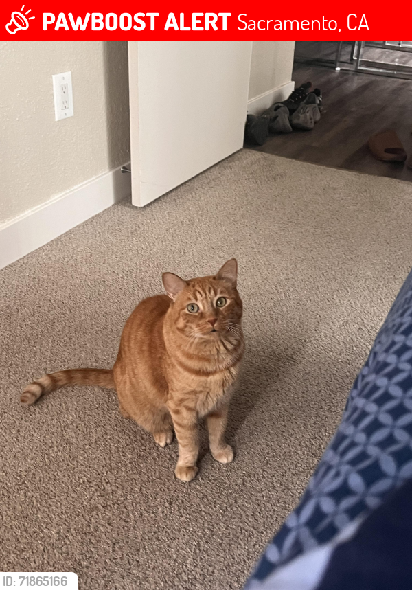Lost Male Cat last seen Gloria Dr, Sacramento, CA 95831