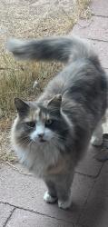 Lost Unknown Cat last seen Alma School & Bass Pro Drive, Mesa, AZ 85201
