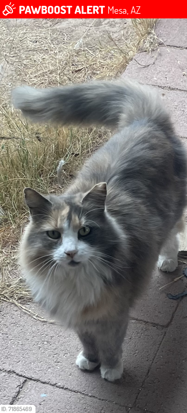 Lost Unknown Cat last seen Alma School & Bass Pro Drive, Mesa, AZ 85201