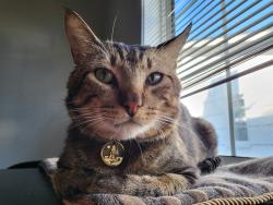Lost Male Cat last seen On Miramar rd. Between Morse and Kent dr, Sacramento, CA 95821