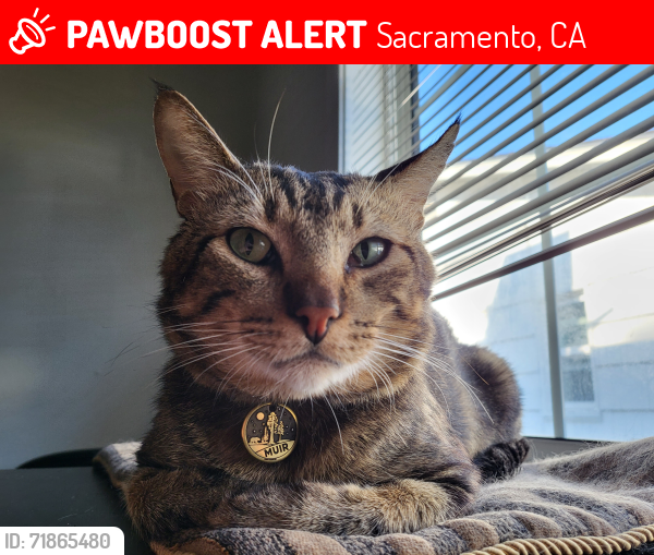 Lost Male Cat last seen On Miramar rd. Between Morse and Kent dr, Sacramento, CA 95821