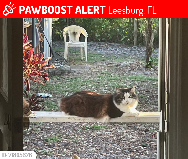 Lost Male Cat last seen Oak Dr and Leesburg, Fl 34748 St, Leesburg, FL 34748