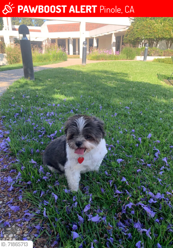 Lost Female Dog last seen Near Fitzgerald Dr  motel 6 , Pinole, CA 94564