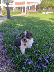 Lost Female Dog last seen Near Fitzgerald Dr  motel 6 , Pinole, CA 94564