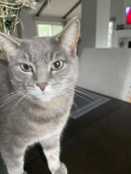 Lost Female Cat last seen Lafayette Rd. North Kingstown RI, North Kingstown, RI 02852