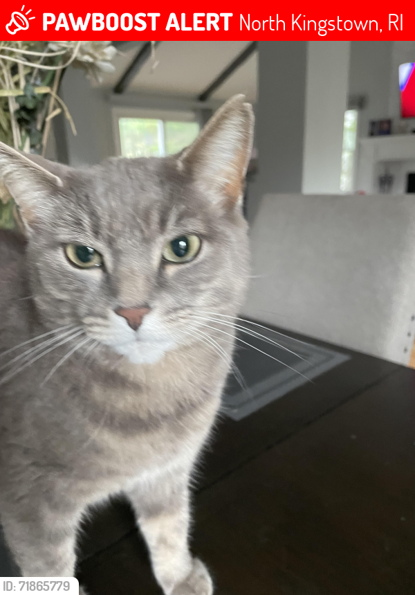 Lost Female Cat last seen Lafayette Rd. North Kingstown RI, North Kingstown, RI 02852