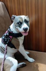 Lost Female Dog last seen Frontage Rd  ., Newark, NJ 07114