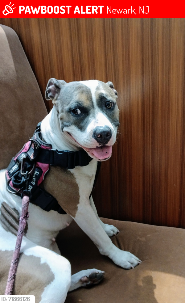 Lost Female Dog last seen Frontage Rd  ., Newark, NJ 07114