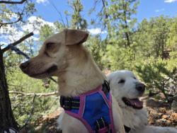 Lost Male Dog last seen Siler sf nm, Santa Fe, NM 87505