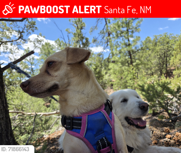 Lost Male Dog last seen Siler sf nm, Santa Fe, NM 87505