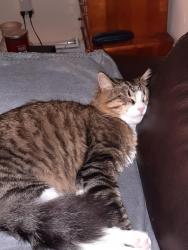 Lost Male Cat last seen Near A, Cantonment, FL 32533