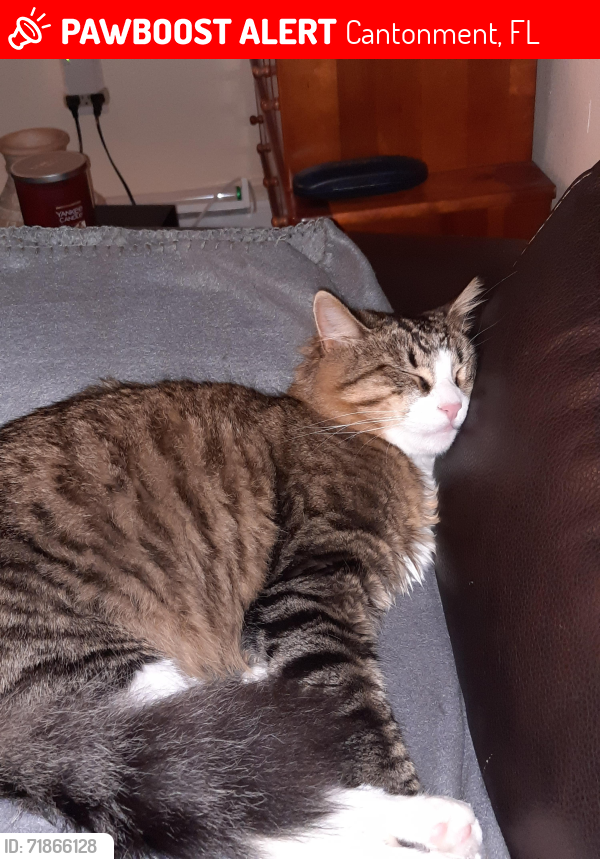 Lost Male Cat last seen Near A, Cantonment, FL 32533