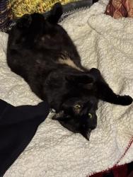 Lost Female Cat last seen Pinehurst and Ridgedale, Grayson, GA 30017
